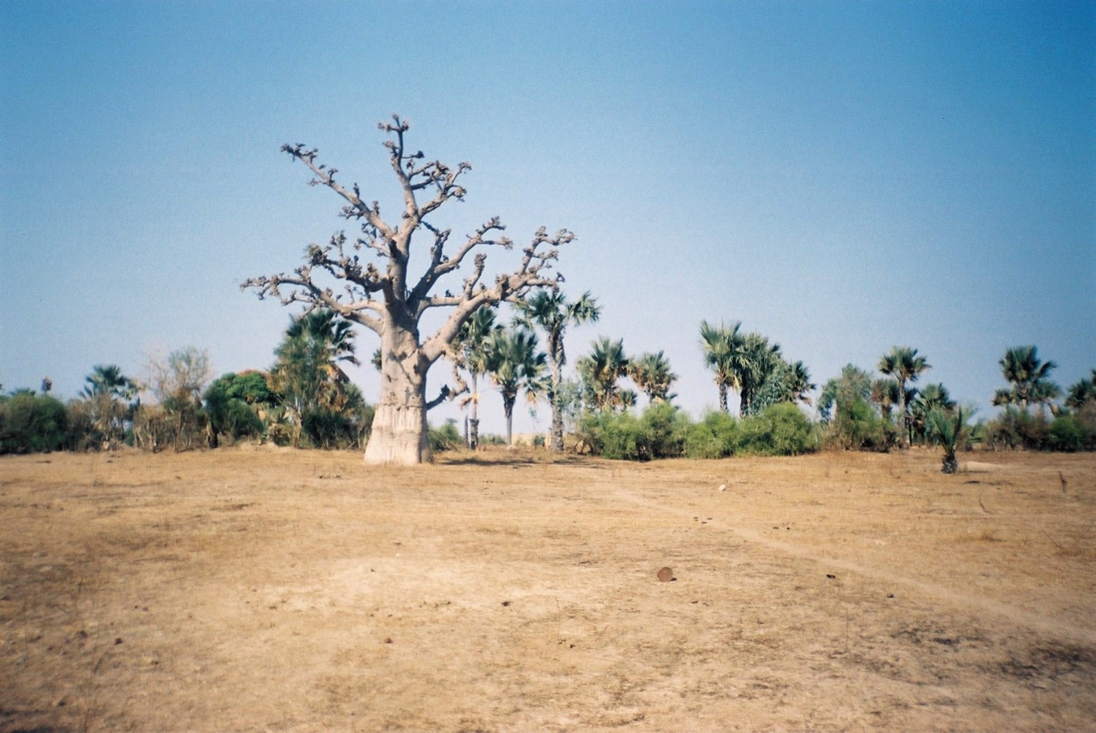 Baobabs, paysage sénégalais