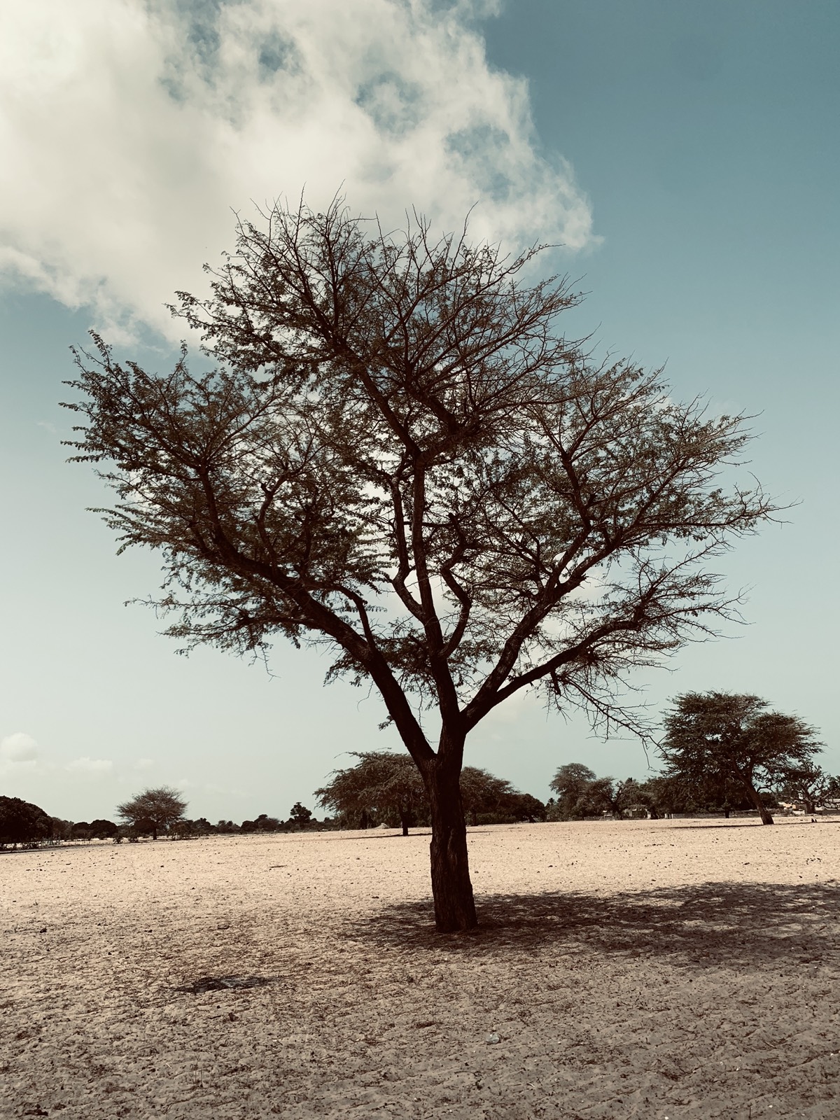 Mangrove, région de Fatick
